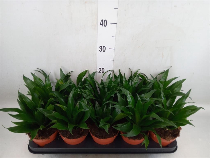 <h4>Dracaena frag. 'Compacta'</h4>