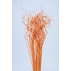 Palm Curly TT 100pc per bunch Orange