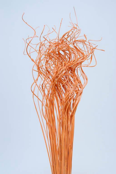 Palm Curly TT 100pc per bunch Orange