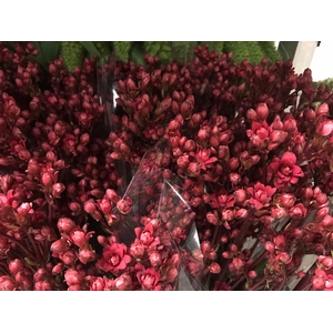 Kalanchoe Red