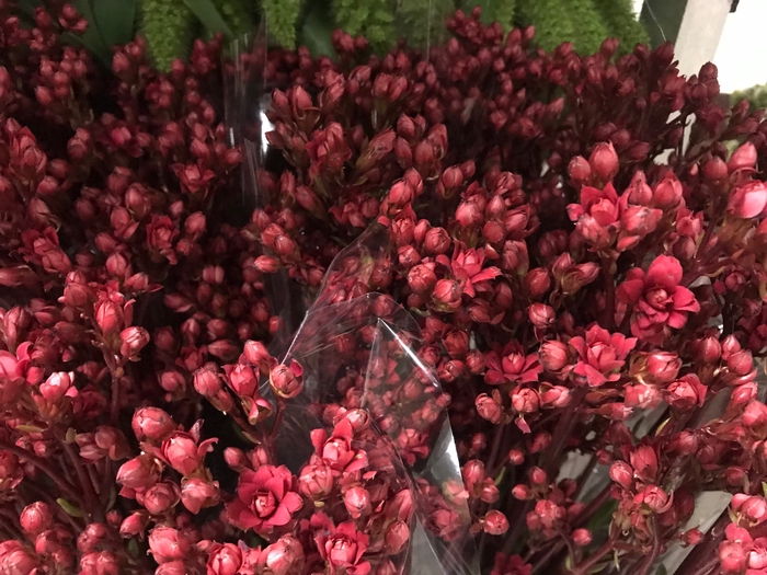 Kalanchoe Red