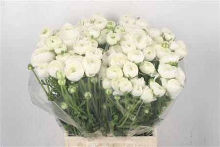 <h4>Ran El. White Ex</h4>