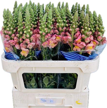 <h4>ANTIR TOULON APRICOT</h4>