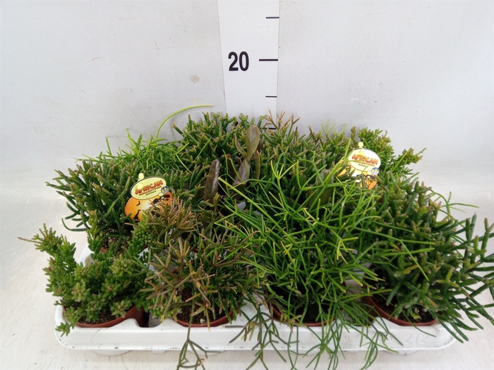 <h4>Rhipsalis   ...mix</h4>