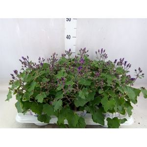 Pericallis CR 'Senetti Blue Deep'