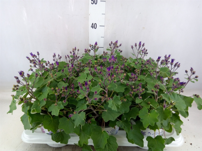 <h4>Pericallis CR 'Senetti Blue Deep'</h4>