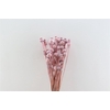 Dried Papaver X5 Frosted Pink Bunch