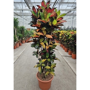 Codiaeum Iceton (Croton Iceton)