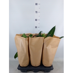 Anthurium   ...