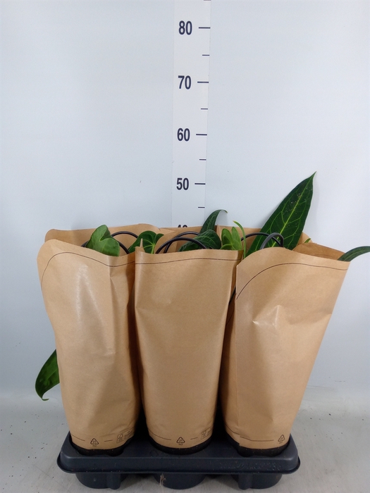 <h4>Anthurium   ...</h4>