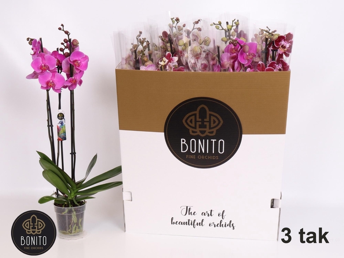 <h4>PHAL GEM 7 KL</h4>