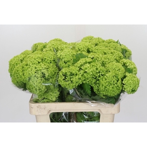 Viburnum Opulus Roseum