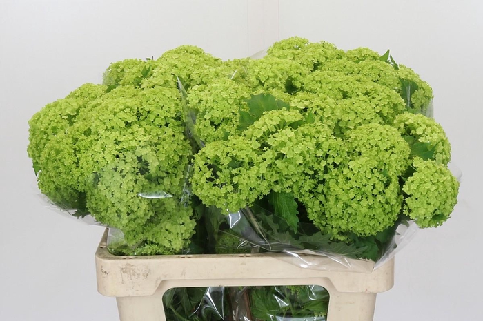 <h4>Viburnum Roseum</h4>