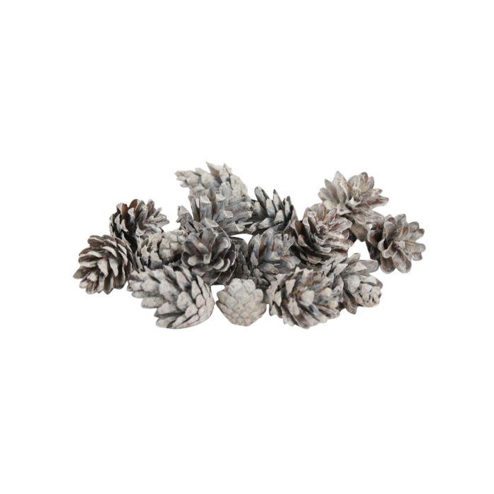 <h4>Pinecone Silvester 5kg</h4>