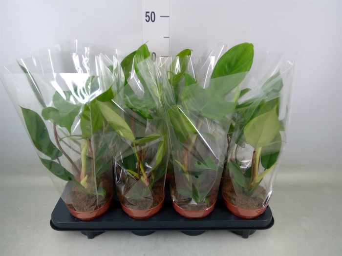 <h4>Philodendron ...</h4>