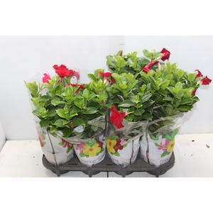 DIPLADENIA P15