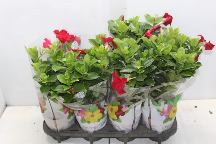 <h4>DIPLADENIA P15</h4>