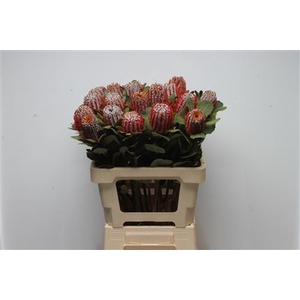 Banksia Coccinea
