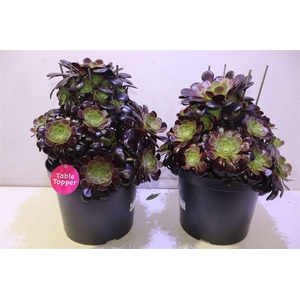 arr8 Aeonium Ab Velours