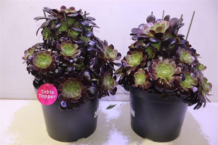 <h4>arr8 Aeonium Ab Velours</h4>