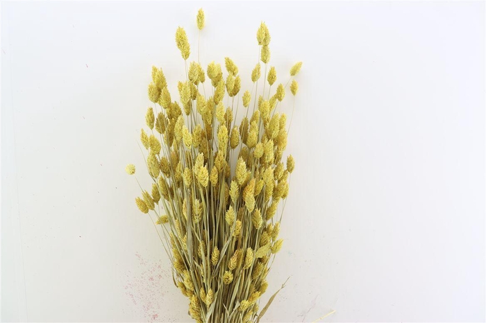 <h4>Dried Phalaris Frosted Yellow Bunch</h4>