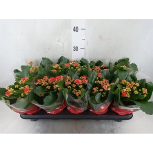 Kalanchoe blos. 'RosDon Amador'