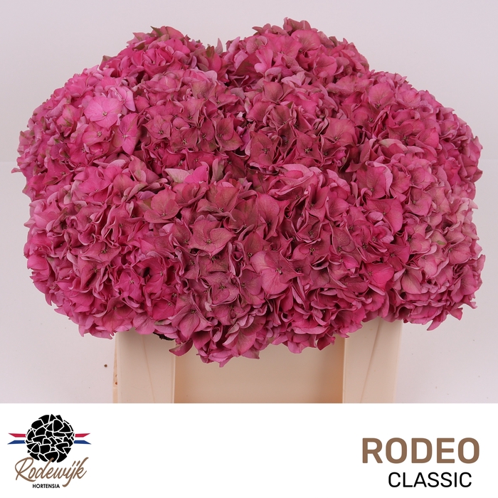 <h4>HYDR M CH RODEO CL</h4>