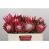 Protea Cynaroides Madiba