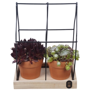 PTS7475 Arrangement Sempervivum in metalen rek in terracotta potje