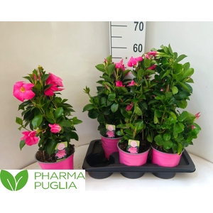 MANDE RIO EL CORA PI