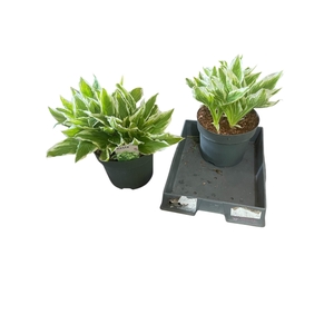 HOST UNDULA ALBOMARG