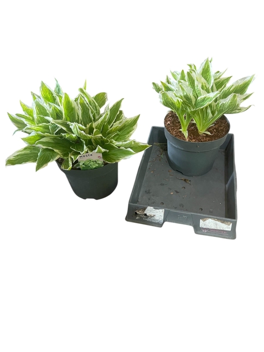 <h4>HOST UNDULA ALBOMARG</h4>