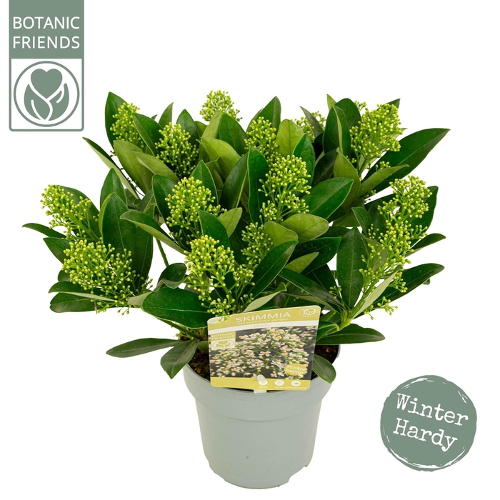 <h4>Skimmia japonica 'Finchy' 10+bloem</h4>