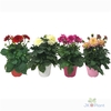 Dahlia Miscellaneaus Grp Dahlinova Hypnotica gemengd