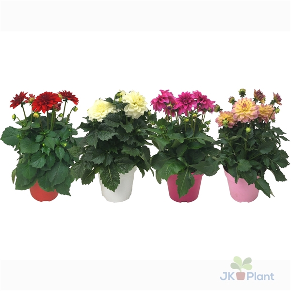 <h4>Dahlia Miscellaneaus Grp Dahlinova Hypnotica gemengd</h4>