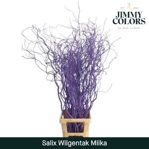 Salix Golden Curls Milka