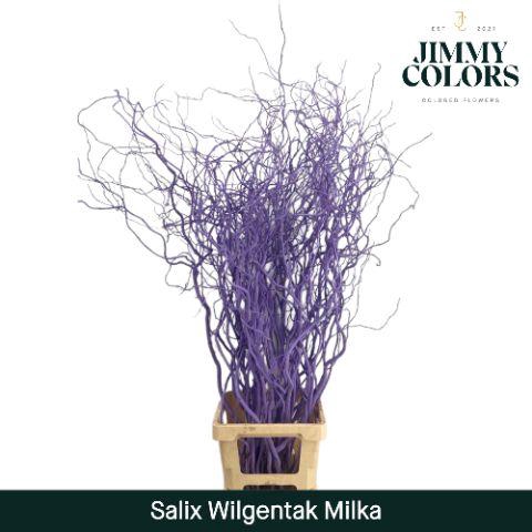 <h4>Salix Golden Curls Milka</h4>
