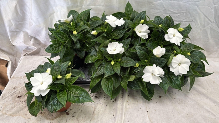 <h4>IMPAT CP WHITE</h4>