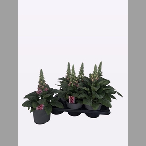 DIGITALIS SWEET DREAMS - PAARS/ROZE