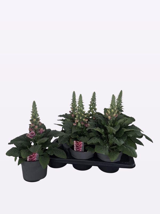 <h4>DIGITALIS SWEET DREAMS - PAARS/ROZE</h4>
