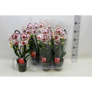 PHAL CASCADE SPOTTED 2 TAK