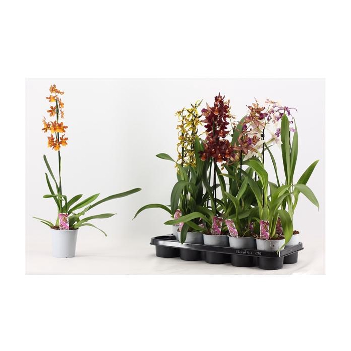 <h4>Cambria 1 tak A2</h4>