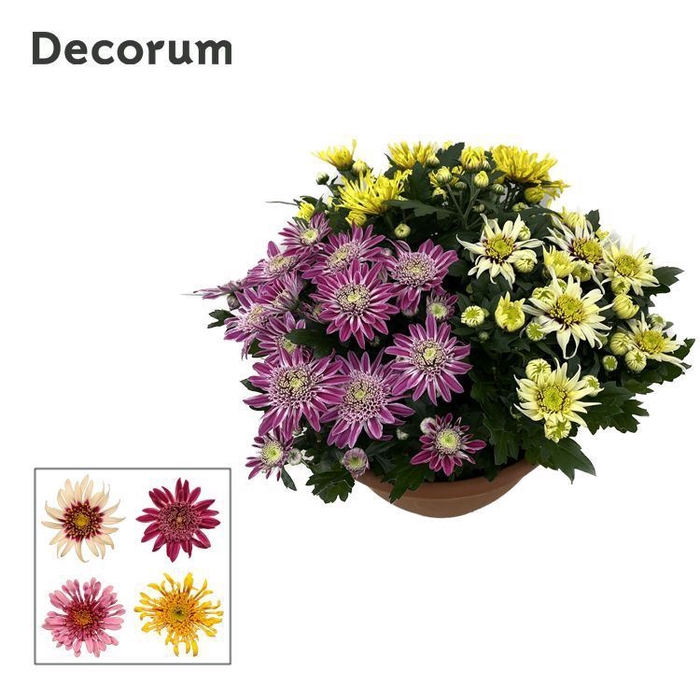 <h4>Chrysanthemum Artistic gemengd</h4>