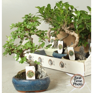 BONSAI GEM