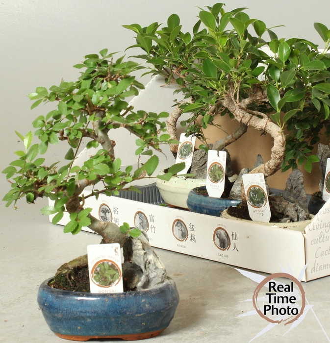 <h4>BONSAI GEM</h4>