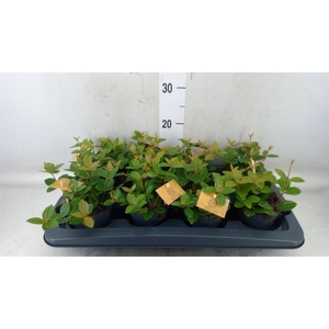 Peperomia angulata