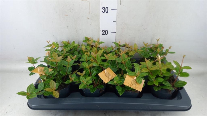 <h4>Peperomia angulata</h4>