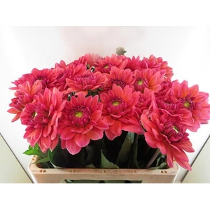 Dahlia Salmon Runner Baars