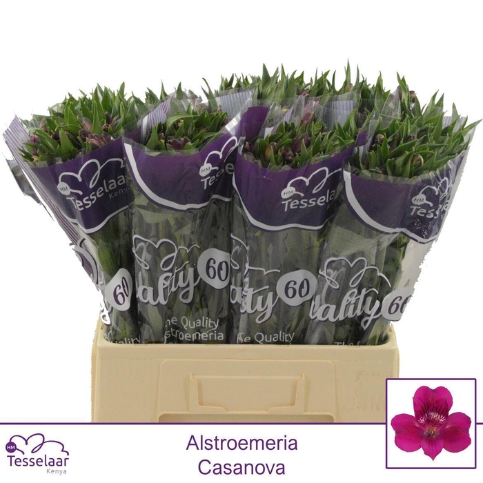 <h4>Alstroemeria Casanova | Quality 60</h4>