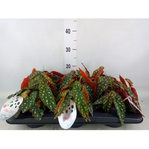 Begonia maculata